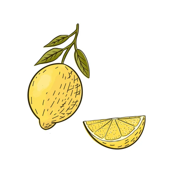 Citron med blad och en skiva skiss akvarell kläckning. Färg vektor illustration, vit isolerad bakgrund. — Stock vektor