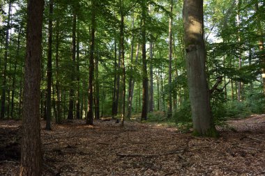 Büyük ağaçları olan bir yaz ormanı manzarası..