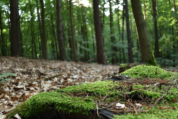 Bosmos tegen de achtergrond van bomen en omgevallen bladeren. — Stockfoto