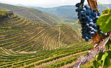Old vineyards with red wine grapes in the Douro valley wine region near Porto, Portugal Europe clipart