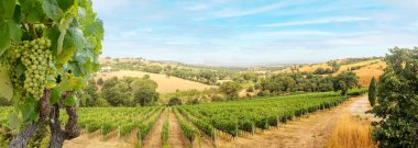 Vineyards with grapevine and hilly tuscan landscape near winery along Chianti wine road in the summer sun, Tuscany Italy Europe clipart
