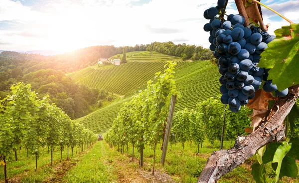 Vignobles Avec Vignes Paysage Toscan Vallonné Près Cave Long Route Images De Stock Libres De Droits