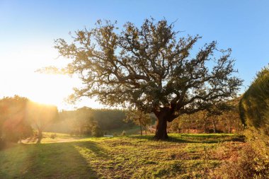 Baharın başında akşam güneşinde yaşlı Cork meşe ağacı (Quercus suber), Alentejo Portekiz Avrupa
