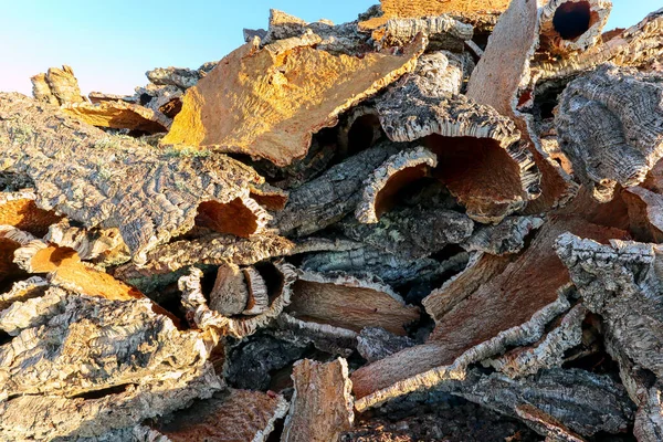 Corteccia Sughero Raccolta Dal Tronco Quercia Sughero Quercus Suber Produzione — Foto Stock