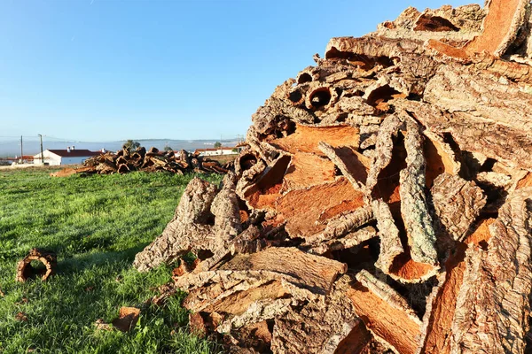 Corteccia Sughero Raccolta Dal Tronco Quercia Sughero Quercus Suber Produzione — Foto Stock