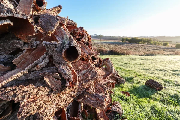 Zebrana Kora Dębu Korkowego Pnia Dębu Korkowego Quercus Suber Przemysłowej — Zdjęcie stockowe