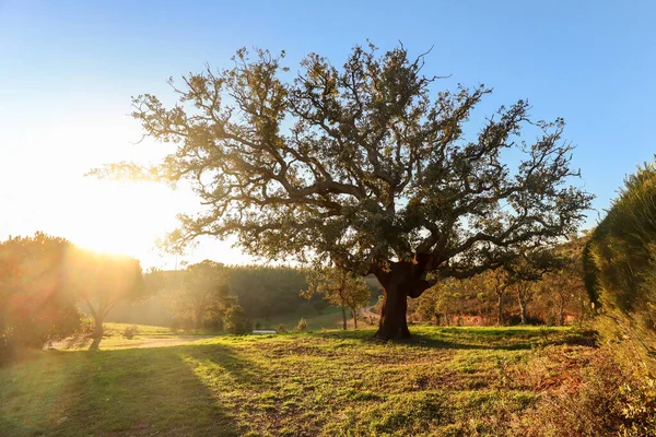 Viejo Alcornoque Quercus Suber Sol Tarde Principios Primavera Alentejo Portugal — Foto de Stock