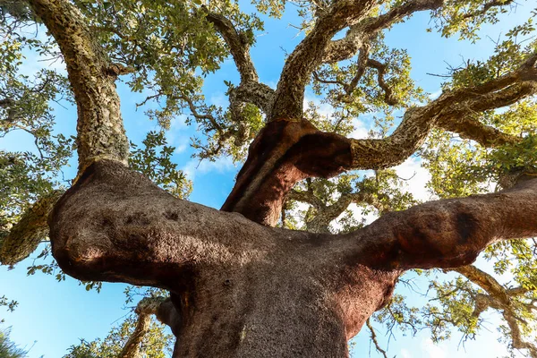 Eski Bir Meşe Ağacının Quercus Suber Sabah Güneşinde Rota Vicentina — Stok fotoğraf