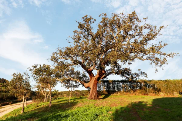Viejo Alcornoque Quercus Suber Sol Tarde Principios Primavera Alentejo Portugal — Foto de Stock