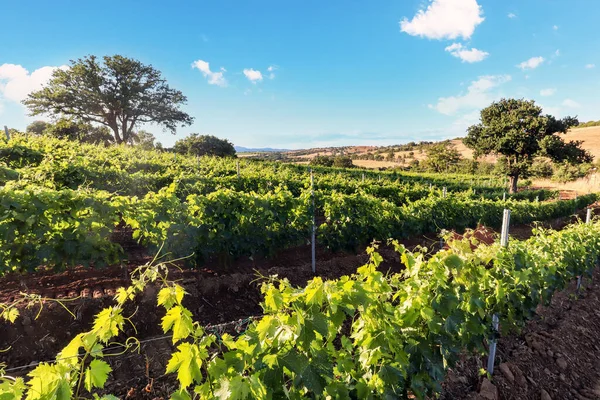 Vinhas Velhas Com Uvas Vinho Tinto Carvalho Perto Uma Adega — Fotografia de Stock