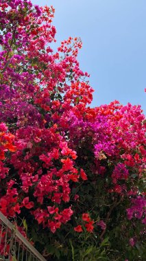 Mavi gökyüzünün önündeki çiçek açan ağaç