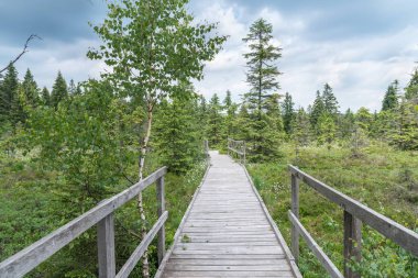 Ecological hiking trail or wooden footpath through the peat bog or swamp