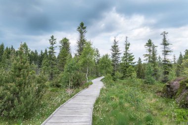 Ecological hiking trail or wooden footpath through the peat bog or swamp