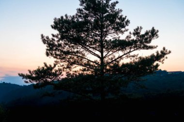 Alone tree on a top of rock at sunset
