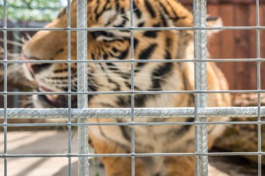 Tiger in a cage in a ZOO behind bars