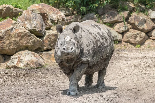 Rhinocéros Animal Sauvage Dans Parc Safari Été — Photo