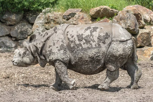 Rhinoceros Wild Animal Summer Safari Park — Fotografia de Stock