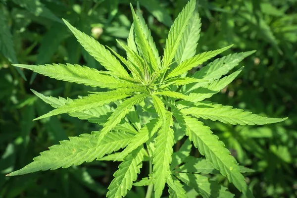 Marihuana Pflanzen Freien Cannabis Farm Feld — Stockfoto