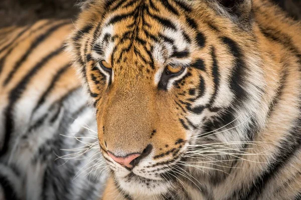 Portrait Tiger Lying Ground — Stock Photo, Image