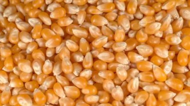 Dönen mısır taneleri arka planı (patlamış mısır malzemesi) döngüleme videosu