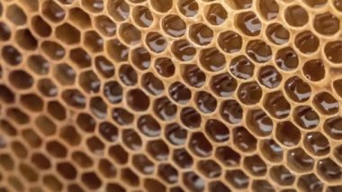 Arı kovanından bal ile doğal bal peteği