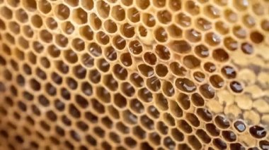 Arı kovanından bal ile doğal bal peteği