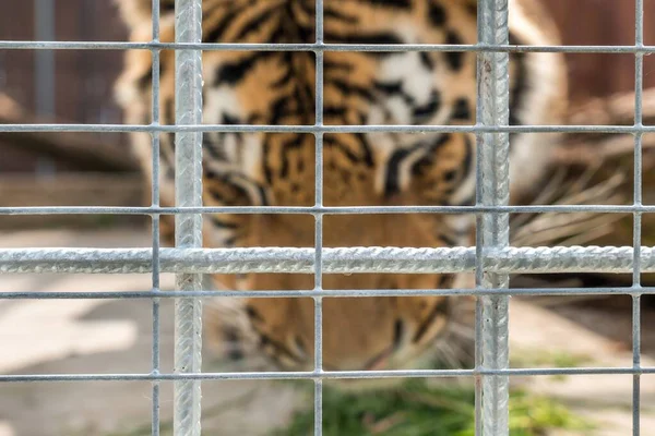 Tiger in a cage in a ZOO behind bars