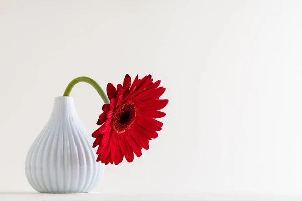 Herbera Rouge Sur Fond Blanc Concept Féminité — Photo