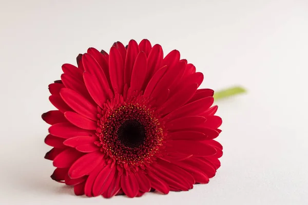 Red Gerbera Space Text White Background International Women Day Feminism Royalty Free Stock Images