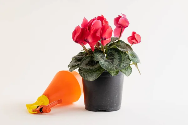 Cyclamen Und Gießkanne Aus Kunststoff Stockbild