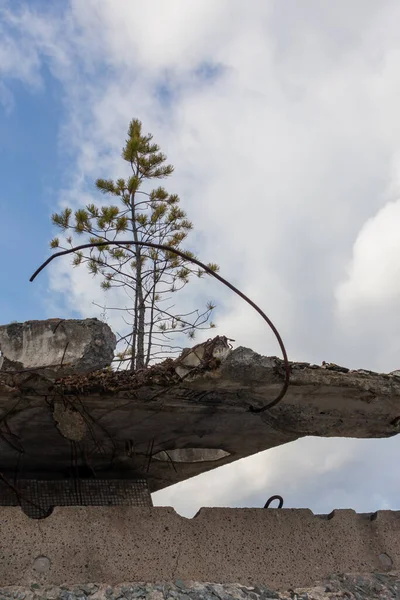 Síla života. Na betonových blocích roste osamělá borovice. — Stock fotografie