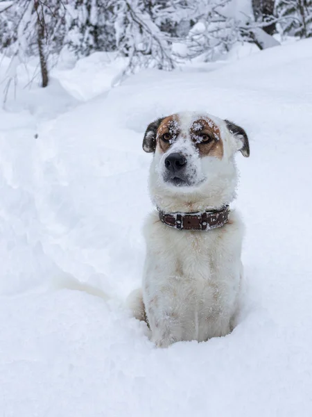 Flocos de neve estão no focinho de um belo cão. — Fotografia de Stock