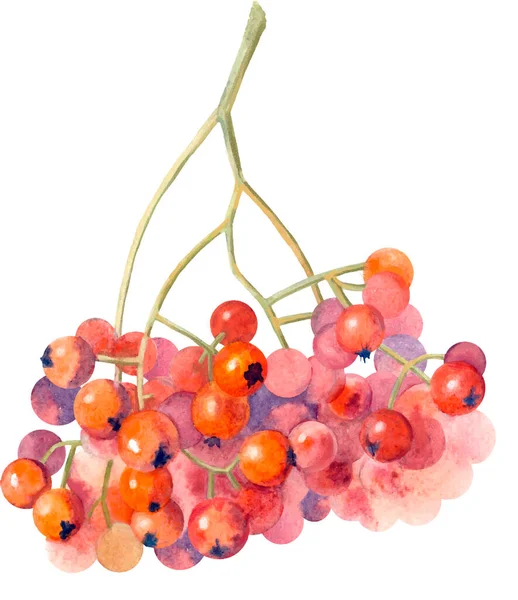 Hermosa Rowanberry Otoño Pintado Acuarela — Archivo Imágenes Vectoriales