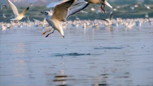 Yamuna Ghat Nova Deli Índia Dezembro 2021 Grupo Pato Branco — Vídeo de Stock