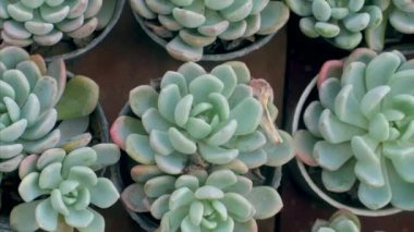 Kuru toprak ve siyah bir tencerede güzel yeşil sulu bitkiler. Bir fidanlıkta yetişen Echeveria bitkileri - kapalı alanda çiftçilik