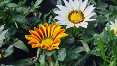 Rüzgarda sallanan yeşil yapraklı güzel beyaz ve sarı papatya çiçekleri. Bahçede çiçek açan bir demet beyaz ve sarı papatya çiçeği - fidanlık, bahçecilik, çiçekçilik, çiçekçilik