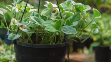 Yeşil yaprakları olan güzel bir para bitkisi fidanlıktaki bir iple asılmış. Açık havada yetişen büyük bir saksı bitkisi. Altın Pothos bitkisi.