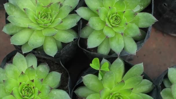 Tilt Kilátás Gyönyörű Örökzöld Zamatos Növények Növekvő Egy Óvoda Kertészkedés — Stock videók