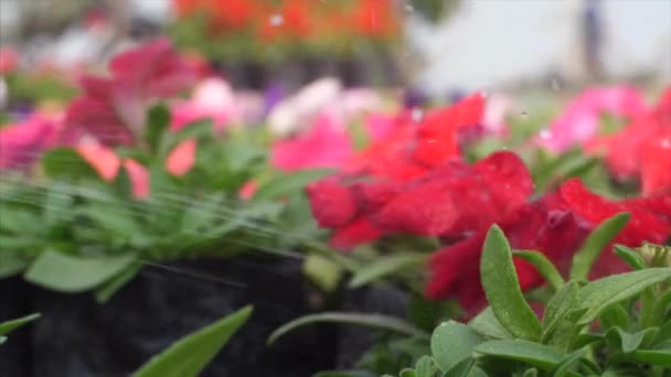 Gardener Spraying Sprinkling Water Beautiful Petunia Flowers Field Colorful Red — Stock Video