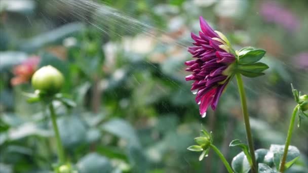 Jardineiro Está Polvilhando Água Pulverizando Uma Bela Flor Dahlia Uma — Vídeo de Stock