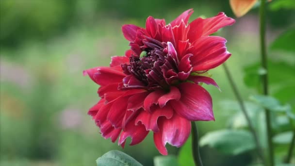 Bel Fiore Rosso Dahlia Ondeggia Nella Brezza Tempo Ventoso Colorato — Video Stock