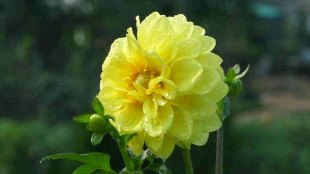 Pequenas Gotas Água Caindo Uma Bela Flor Dahlia Chovendo Gotas — Vídeo de Stock