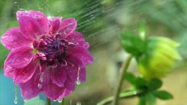 Trädgårdsmästare Besprutar Vatten Vackra Dahlia Blommor Plantskola Rosa Och Gulfärgad — Stockvideo