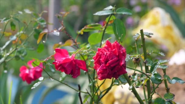 Wassertropfen Fallen Von Einem Strauß Roter Rosen Ins Freie Tautropfen — Stockvideo