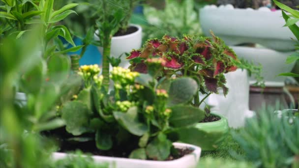 Zahradník Rozstřikuje Vodu Krásnou Rostlinu Coleus Jeslích Krásné Pokojové Rostliny — Stock video