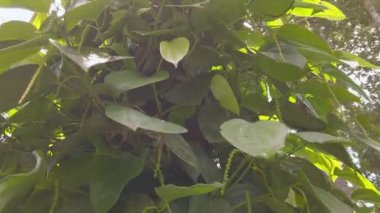 Ormandaki büyük bir ağacın yakın çekimi. Taze yeşil yapraklar, temiz hava ve kirlilikten arındırılmış çevre ile kaplı. Sabahın erken saatlerinde ormandaki bir ağaca güneş ışınları düşüyor. Doğal güzellik, yeşillik.