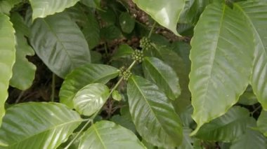 Küçük meyveli güzel Arap kahve fabrikası. Kahve çekirdekleri, tarım çiftliği, kahve çiftliği, orman bölgesi. Dalları olan bir kahve çalısının yakın görüntüsü - çiçek açan, temiz hava