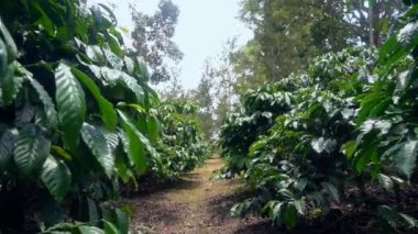Sonsuz yeşil tarım arazisinin güzel manzarası - tarım arazisi, doğal güzellik, vahşi ekinler. Yeşil bir alanın yürüyen çekimi - tarım, tarım, ekoloji