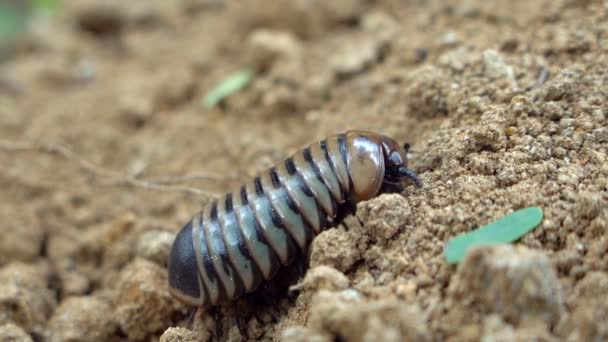 Primer Plano Larva Negra Hurgando Suelo Insectos Arena Escarabajo Camina — Vídeos de Stock