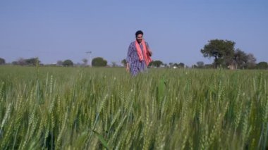Yeşil tarlasında kürek / Phawra taşıyan orta yaşlı, sakallı bir Hintli çiftçi. Bir tarım aracı. Kurta-pijamalı neşeli bir Hintli köylü buğday hasadıyla yürüyor - buğday hasadı, mahsul verimi